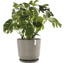 Pokojová rostlina Monstera v květináči