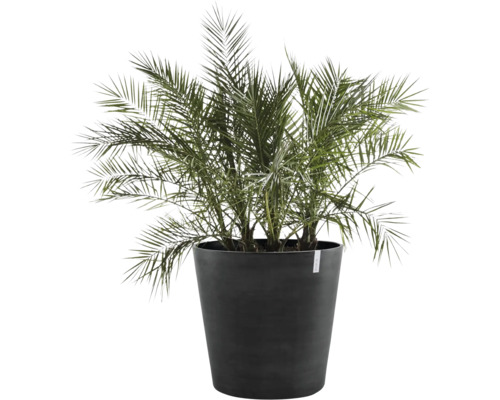 Datlová palma v květináči