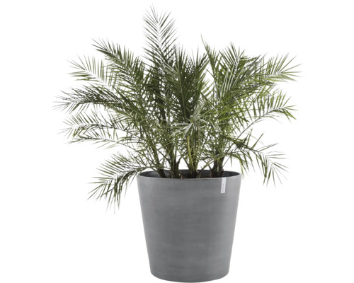 Datlovník v květináči