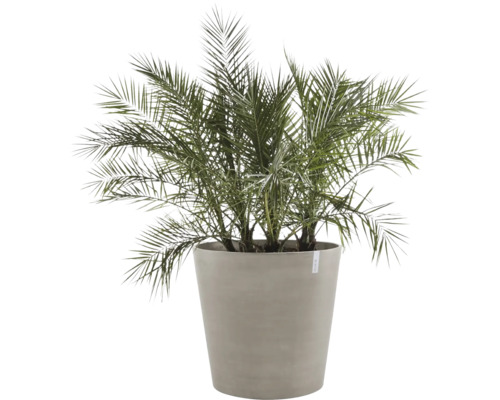 Datlovník v květináči pro interiér