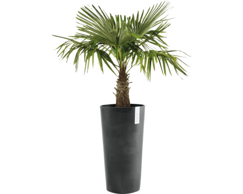 Konopná palma v květináči