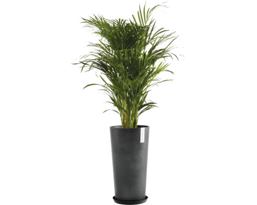 Areková palma ve černém květináči