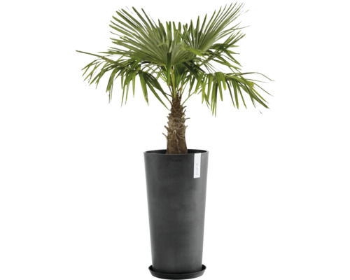 Konopná palma v černém květináči