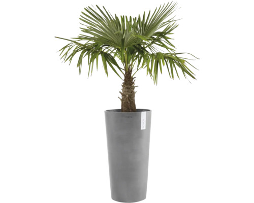 Konopná palma v květináči