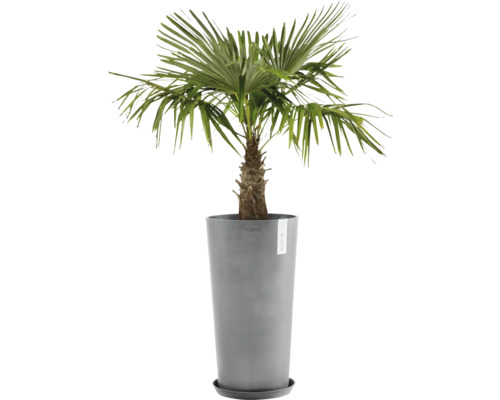 Konopná palma v květináči pro interiér