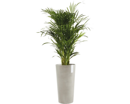 Areková palma v květináči