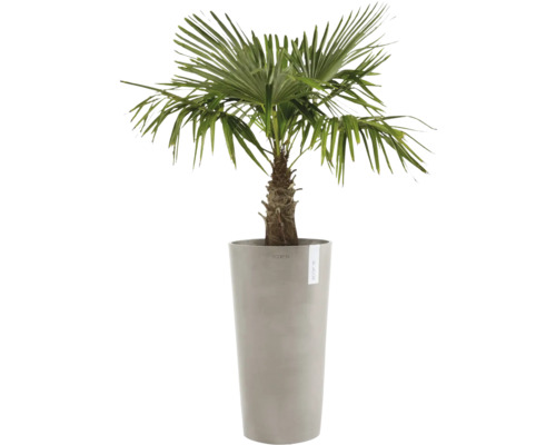 Čínská žumara v květináči