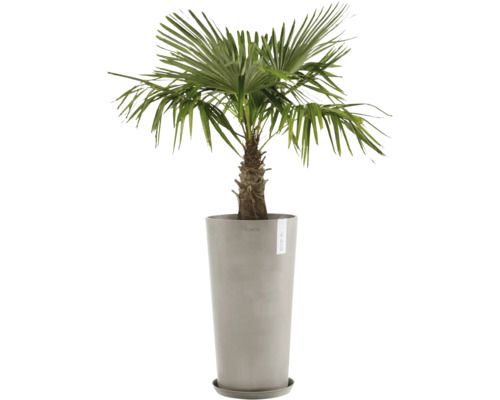 Konopná palma v květináči