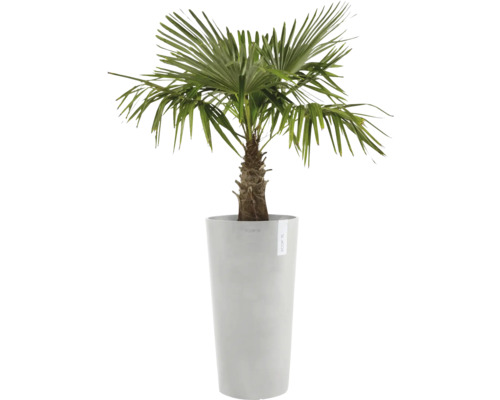 Konopná palma v květináči