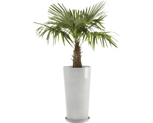 Žumara ztepilá v květináči