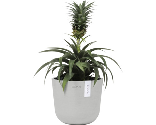 Ananasovník v květináči