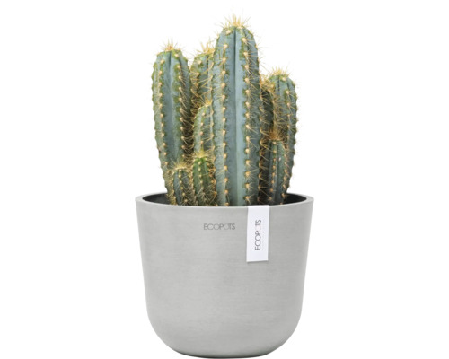 Kaktus v květináči