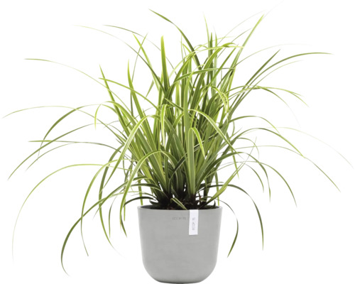 Zelenec chocholatý v květináči