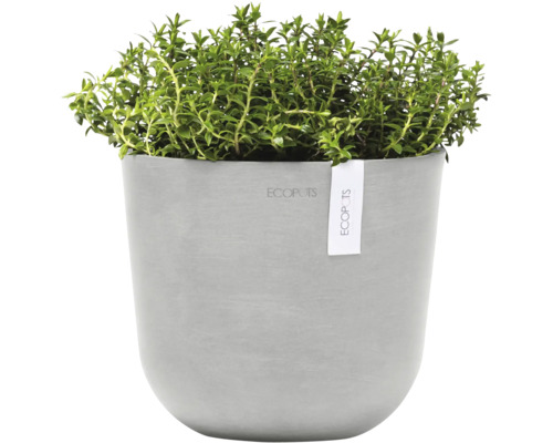 Tymián v šedém květináči