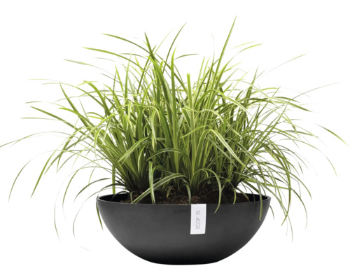 Okrasná tráva v květináči