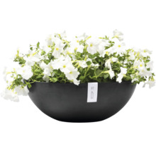 Miska s bílými petúniemi a logem Ecopots