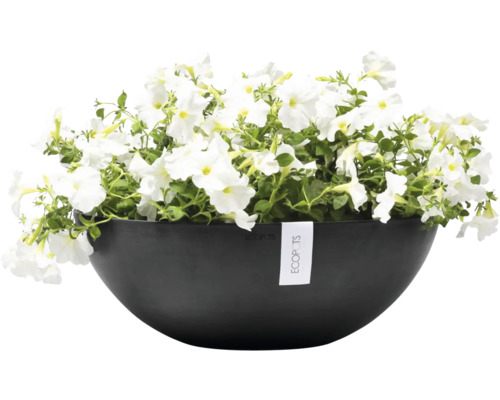 Miska s bílými petúniemi a logem Ecopots