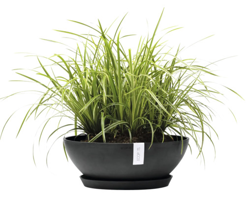 Zelenec v černém květináči