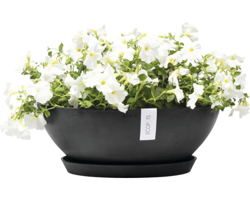 Černá květinová mísa s bílými petúniemi