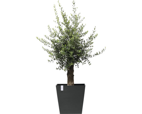 Olivovník v květináči