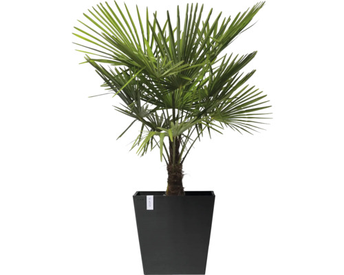 Konopná palma v květináči