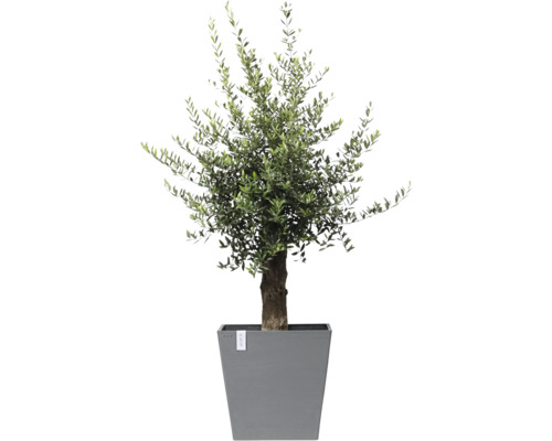 Olivovník v šedé květináč