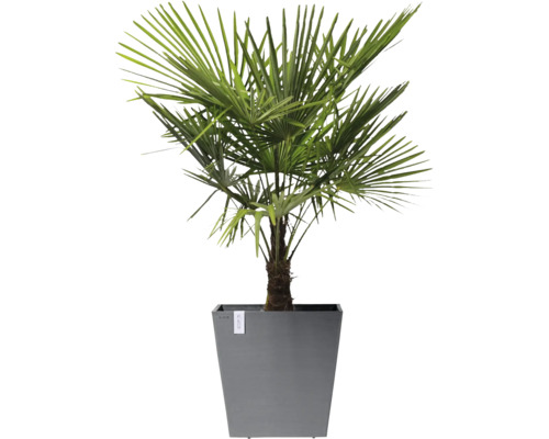 Žumara ztepilá v květináči