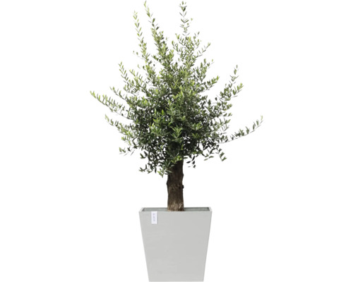 Olivovník v květináči