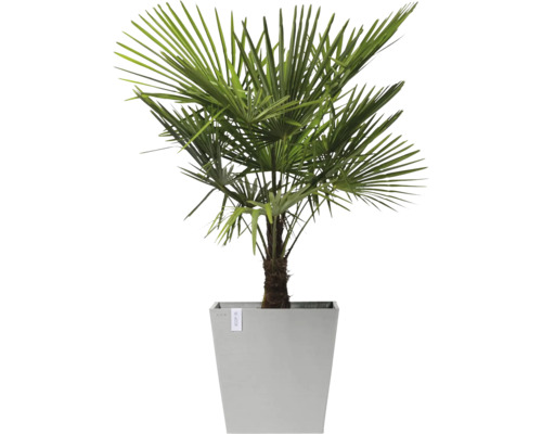 Čínská konopná palma v květináči