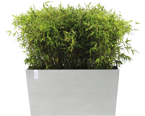 Bambus v květináči