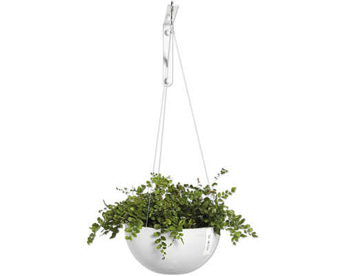 Závěsná rostlina se zelenými listy v bílém květináči