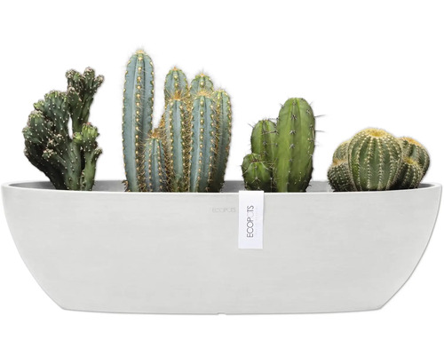 Různé kaktusy v podlouhlém květináči