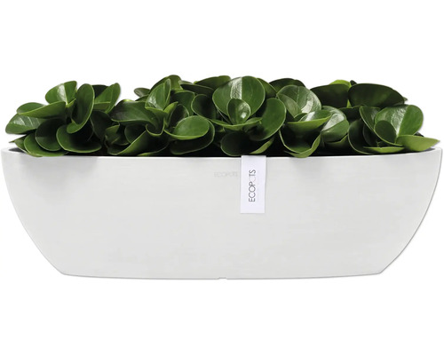 Pokojová rostlina v bílé nádobě