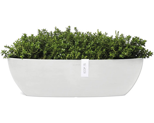 Květináč s tymiánem