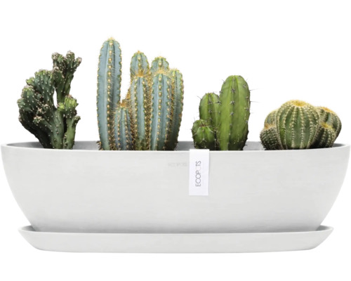 Různé kaktusy v bílé nádobě na rostliny