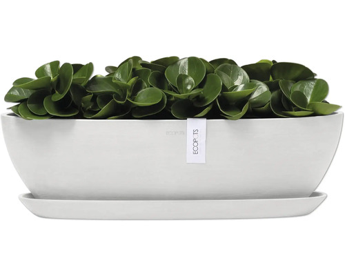 Pepřinec v bílém květináči s podšálkem