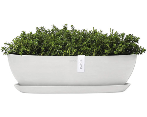 Tymián v květináči