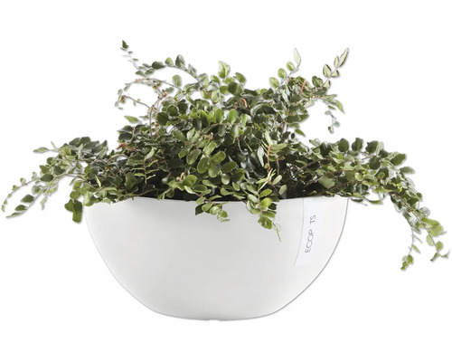 Korbmaranta v bílém květináči