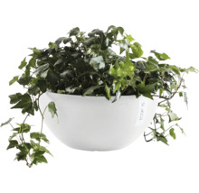 Břečťan v bílém květináči Ecopots