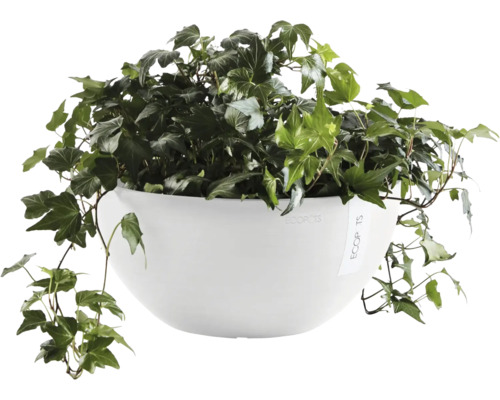 Břečťan v bílém květináči Ecopots