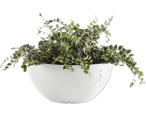 Ledviník v bílé nádobě