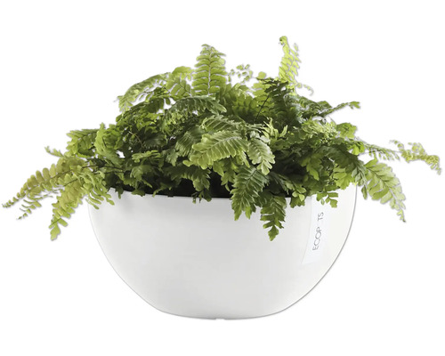 Pokojová rostlina s kapradinou v bílém květináči