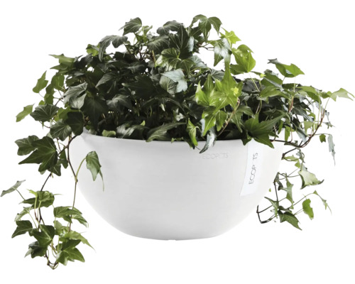 Břečťan v bílém květináči