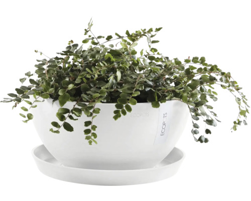 Pokojová rostlina v květináči s podšálkem