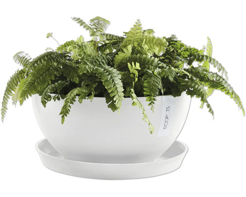 Pokojová rostlina s kapradinou v bílém květináči s podšálkem