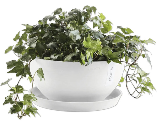 Břečťan v bílém květináči s podšálkem