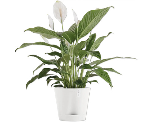 Lopatkovec v květináči