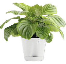 Pokojová rostlina Calathea v bílém květináči