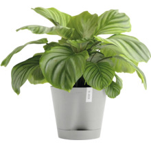 Pokojová rostlina Calathea v květináči