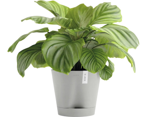 Pokojová rostlina Calathea v květináči